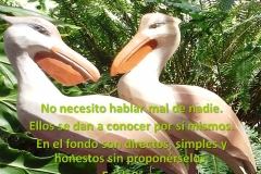 pelicanos1