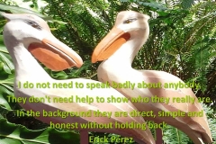 pelicanos2