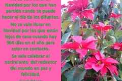 ponsetia1